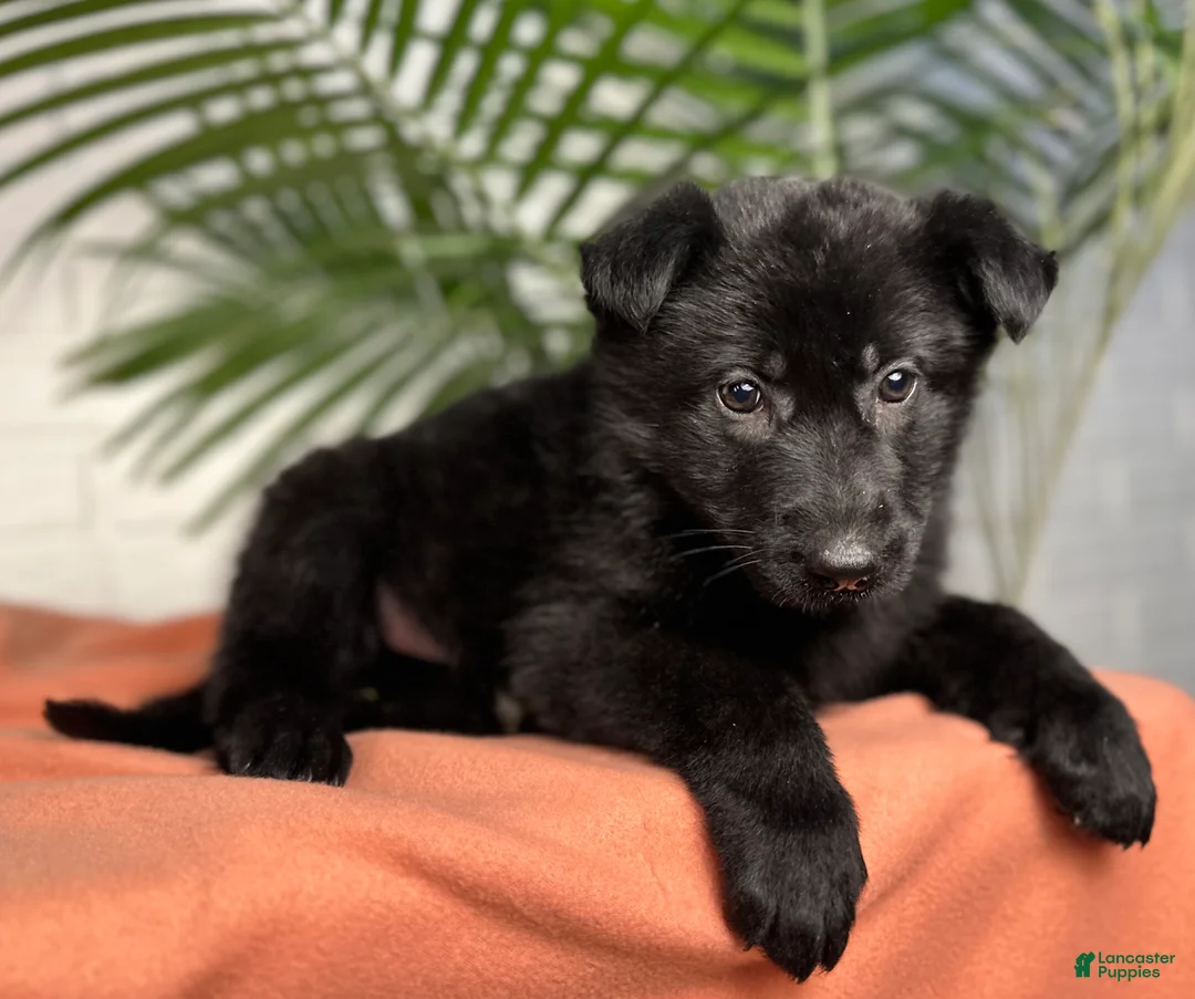 German Shepherd dogs for sale: Shadow - Ad 6