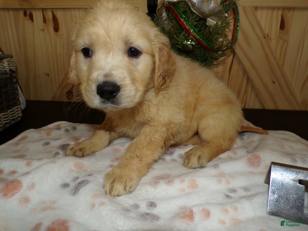 Golden Retriever dogs for sale: Golden Retriever Puppy 1 Pearl - Ad 3