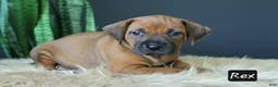 Rhodesian Ridgeback dogs for sale: Rex - Ad 1