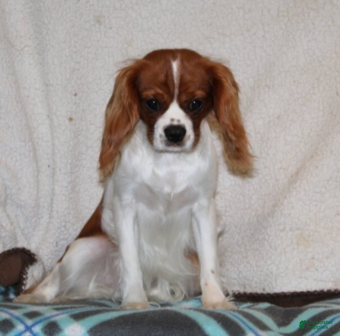 Cavapoo dogs for sale: Cowboy - Ad 5