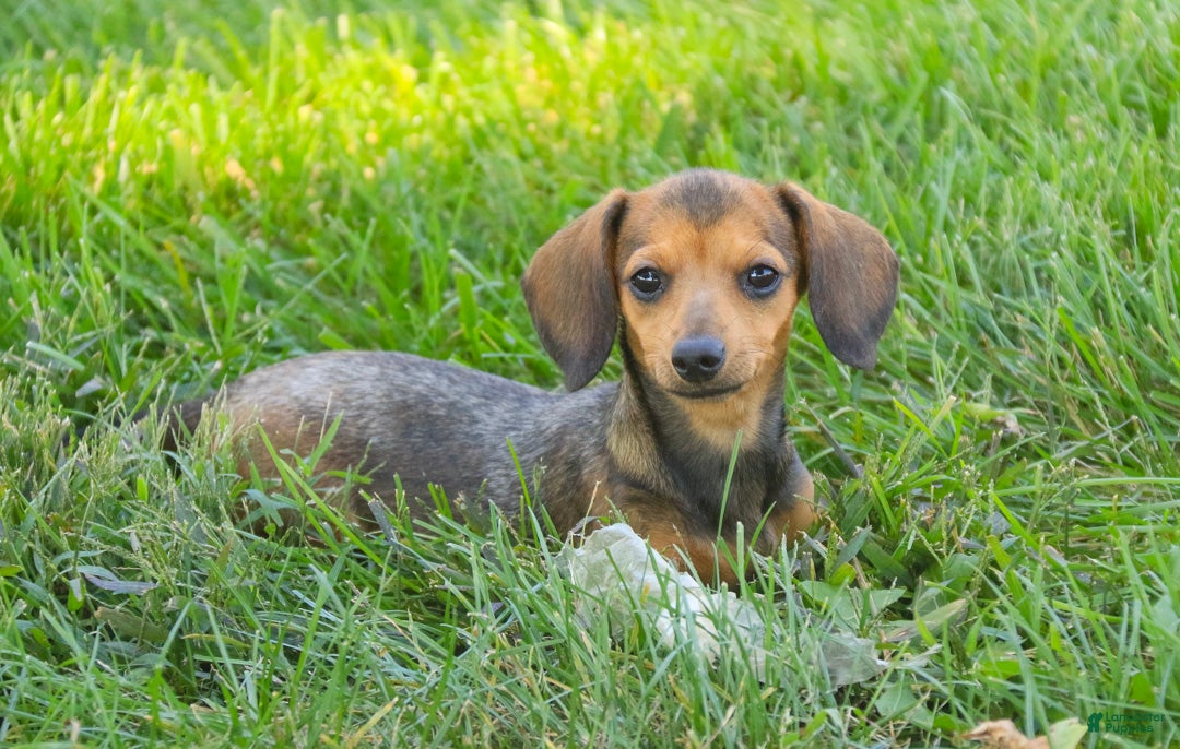 Miniature Dachshund dogs for sale: Rosie Miniature Dachshund  - Ad 1