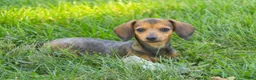 Miniature Dachshund dogs for sale: Rosie Miniature Dachshund  - Ad 1