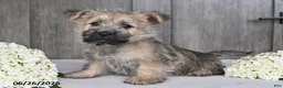 Cairn Terrier dogs for sale: Alex - Ad 10