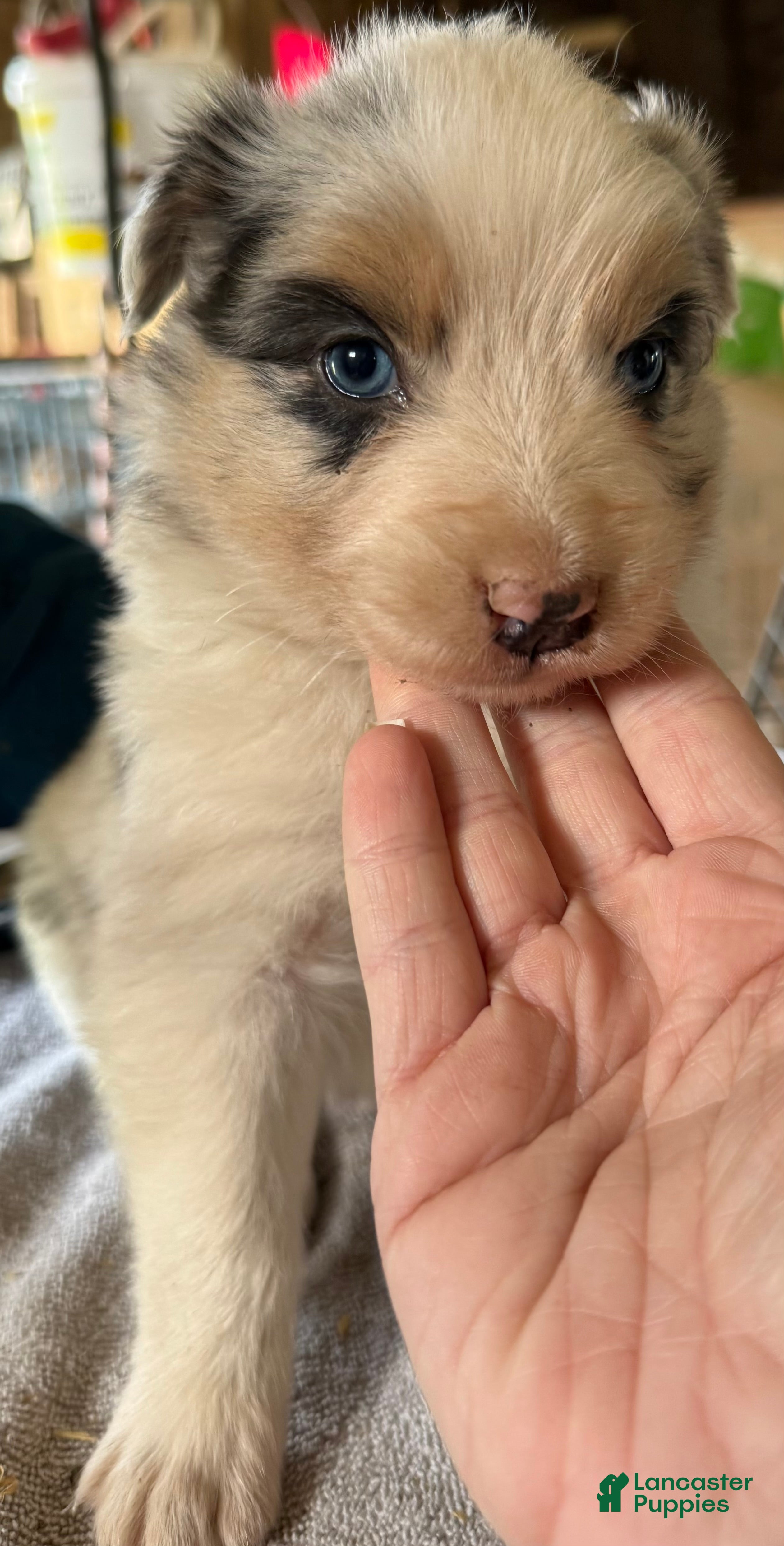 Australian Shepherd dogs Australian Shepherd Puppy 3 - Ad 1