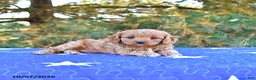 Cavapoo dogs for sale: Stella - Ad 3