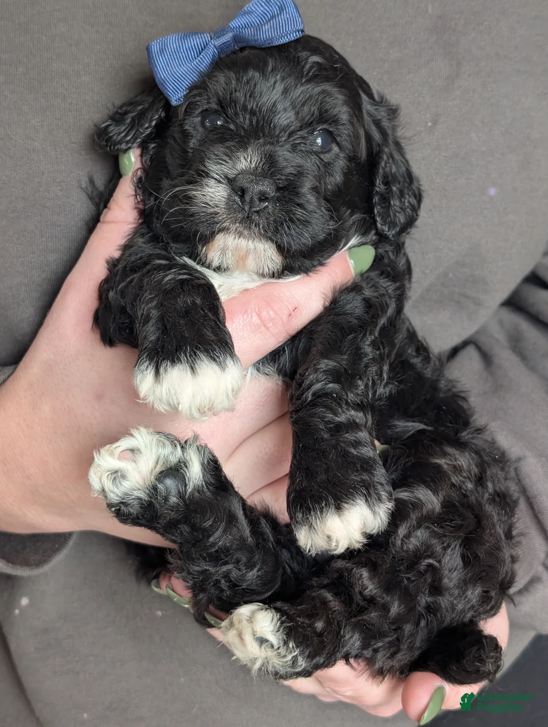 Cavapoo dogs for sale: Jake - Ad 1