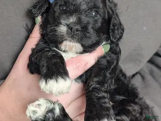 Cavapoo dogs for sale: Jake - Ad 2