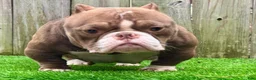 American Bully dogs for sale: American Bully Puppy 1 - Ad 6