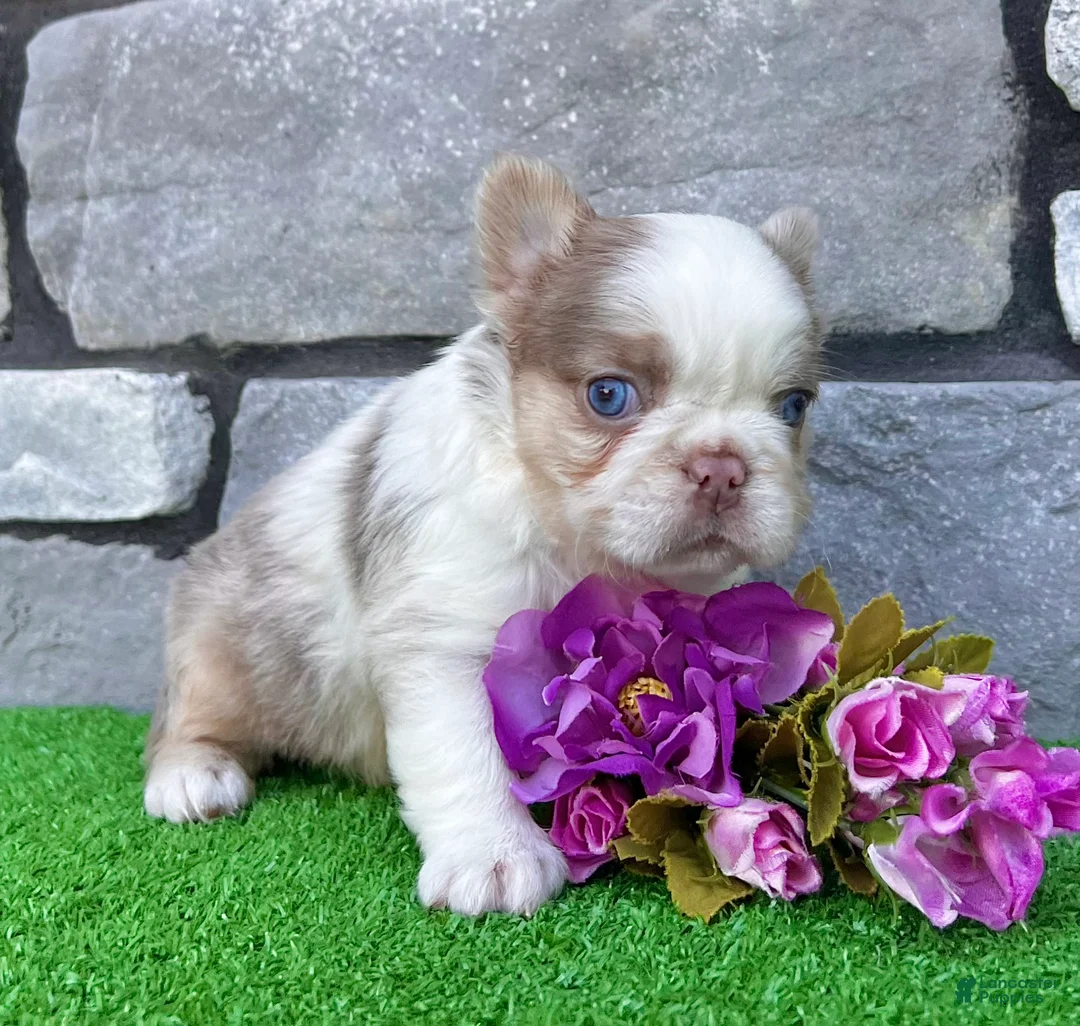French Bulldog dogs for sale: Mercedes - Ad 2