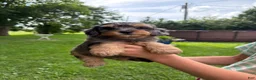 Mini Aussiedoodle dogs for sale: Iris - Ad 3
