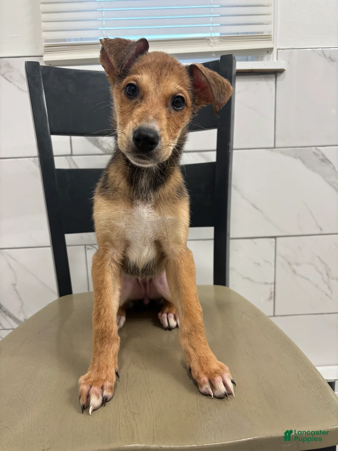 Mixed Breed dogs for sale: Mixed Breed Puppy 9 - Ad 3