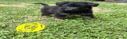 German Shepherd dogs for sale: Long Coat German Shepherd- Yellow Female - Ad 4