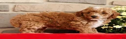 Mini Goldendoodle dogs for sale: Baxter - Ad 6