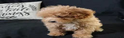 Maltipoo dogs for sale: Milo - Ad 6