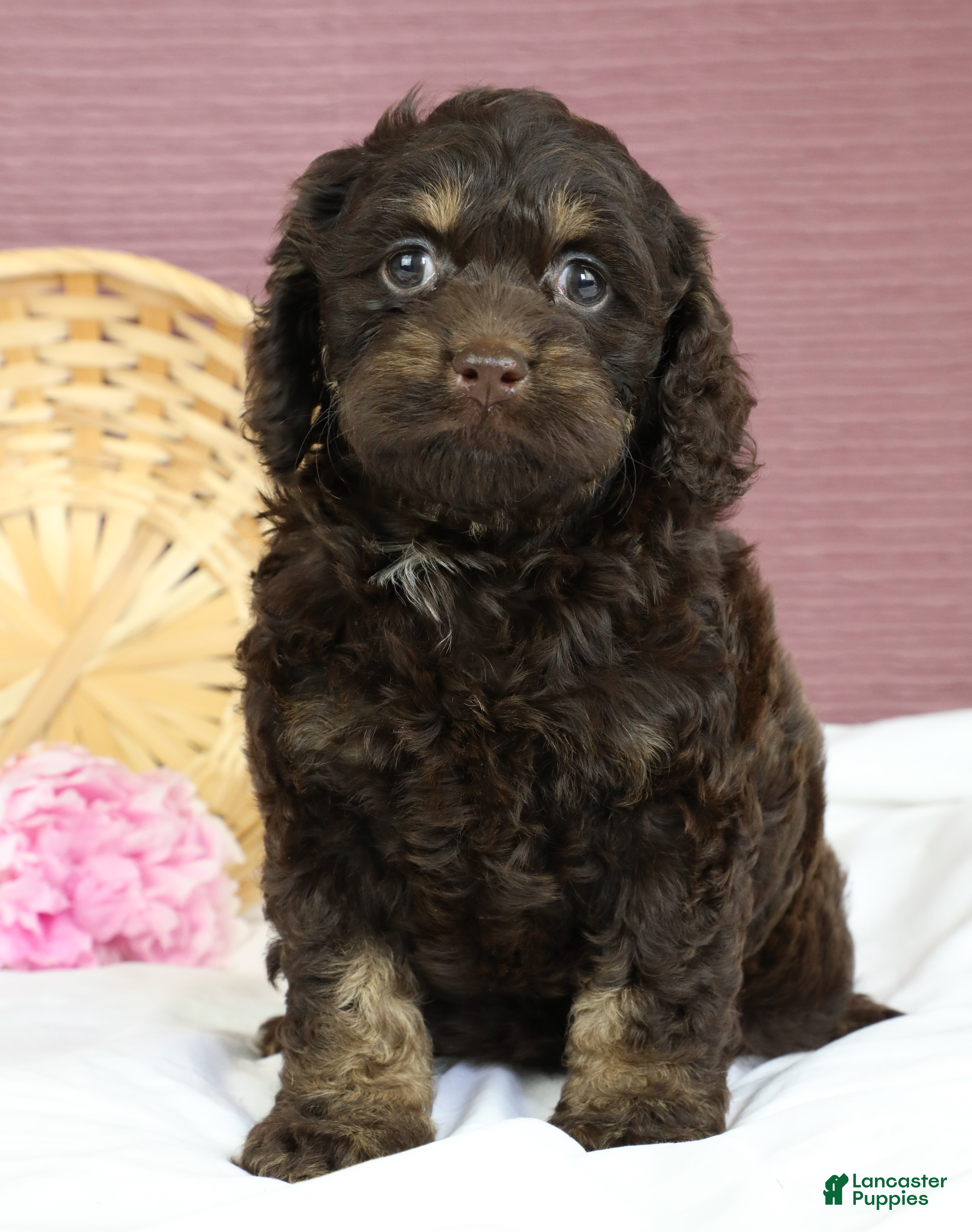Cockapoo dogs Selah 🌺 - Ad 2