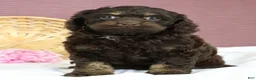 Cockapoo dogs for sale: Selah 🌺 - Ad 2