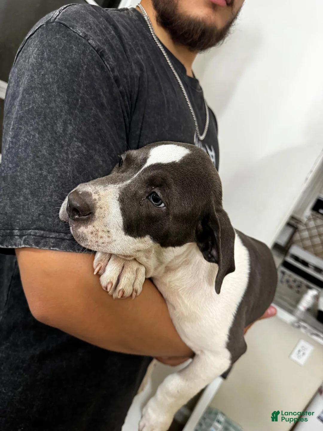 American Pit Bull Terrier dogs for sale: Droopy - Ad 2