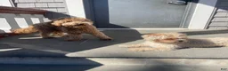 Mixed Breed dogs for sale: Mixed Breed 2 - Ad 2