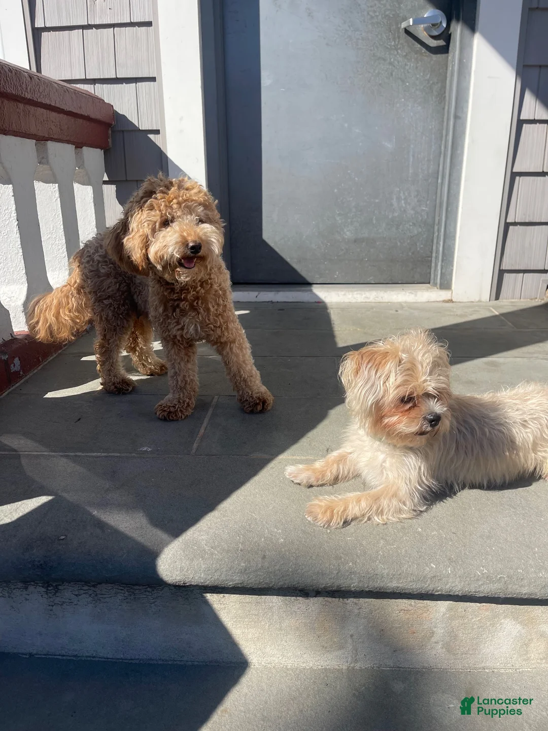 Mixed Breed dogs for sale: Mixed Breed 2 - Ad 2
