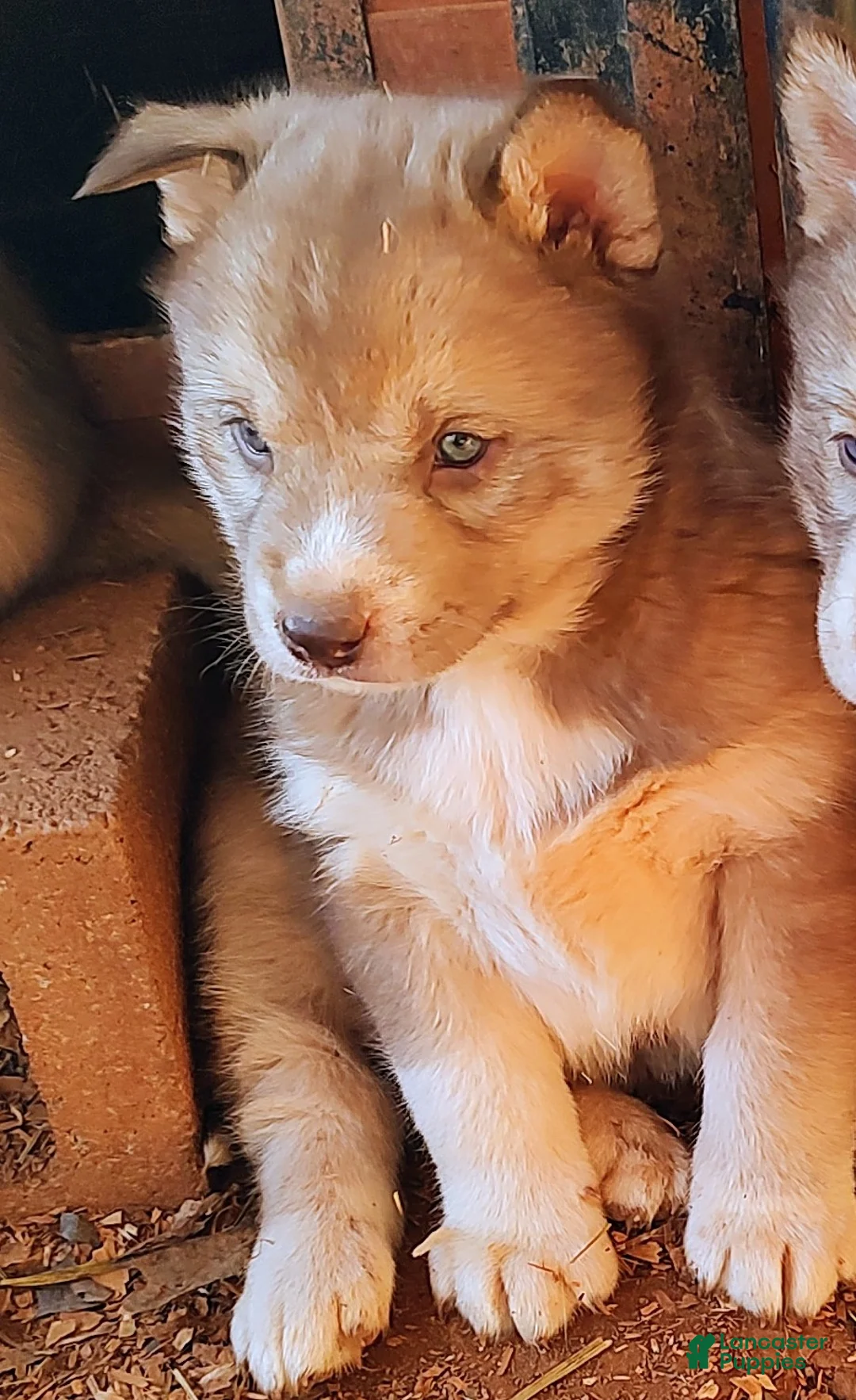 Siberian Husky dogs for sale: Siberian Husky Puppy 3 - Ad 2
