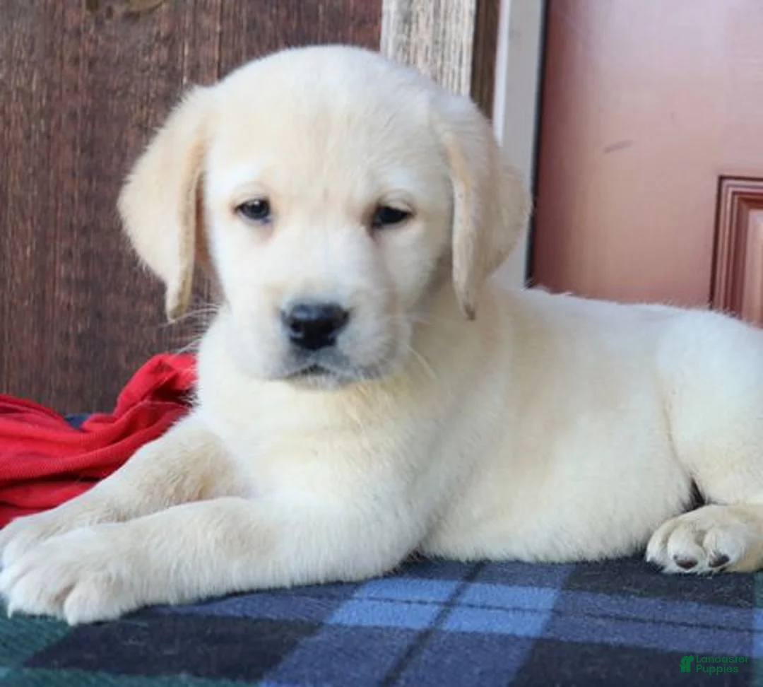 Labrador Retriever dogs for sale: Maverick- English Champion lines - Ad 2