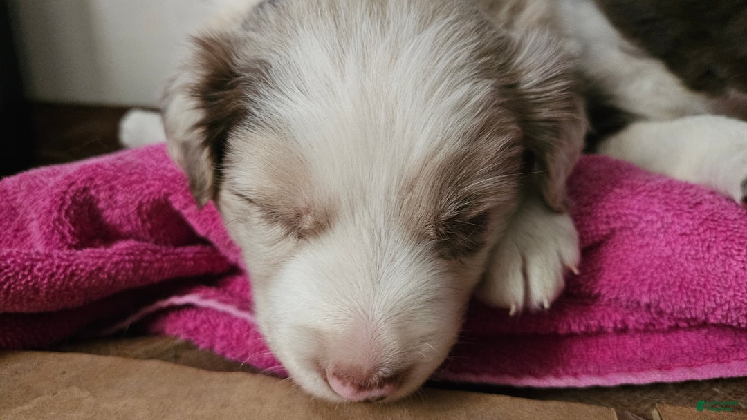Border Collie dogs for sale: Border Collie Puppy 1 - Red - Ad 60