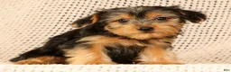 Yorkshire Terrier dogs for sale: Amy - Ad 9