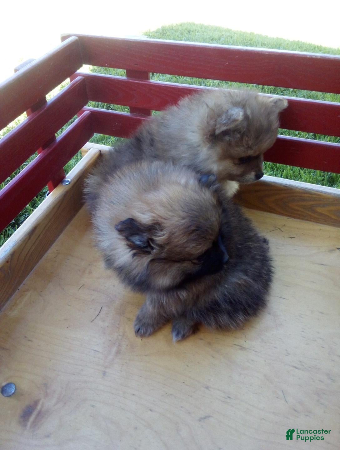 Pomeranian dogs Grace - Ad 2