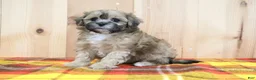 Shihpoo dogs for sale: Jody - Ad 4