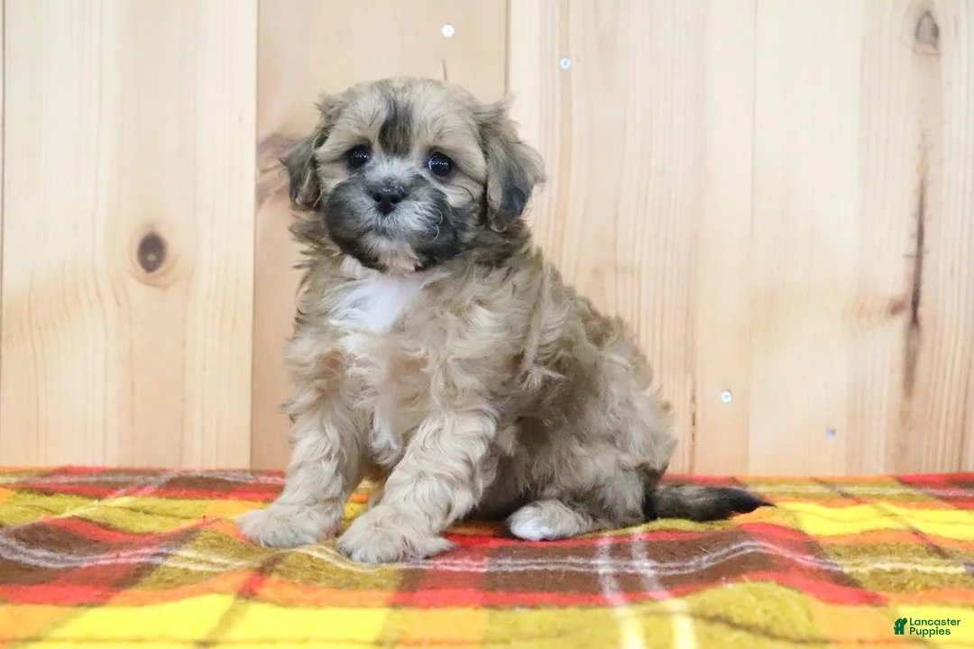 Shihpoo dogs for sale: Jody - Ad 4