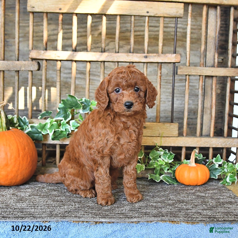 Mini Goldendoodle dogs for sale: Bonnie - Ad 1