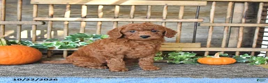 Bonnie