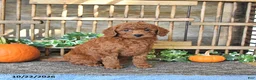 Mini Goldendoodle dogs for sale: Bonnie - Ad 1