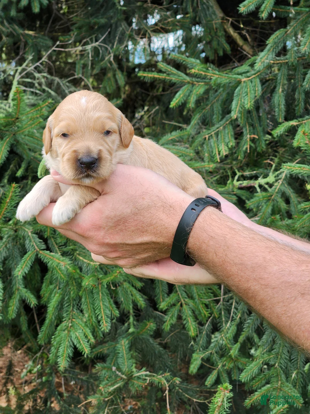 Goldendoodle dogs for sale: Mugsy - Ad 2