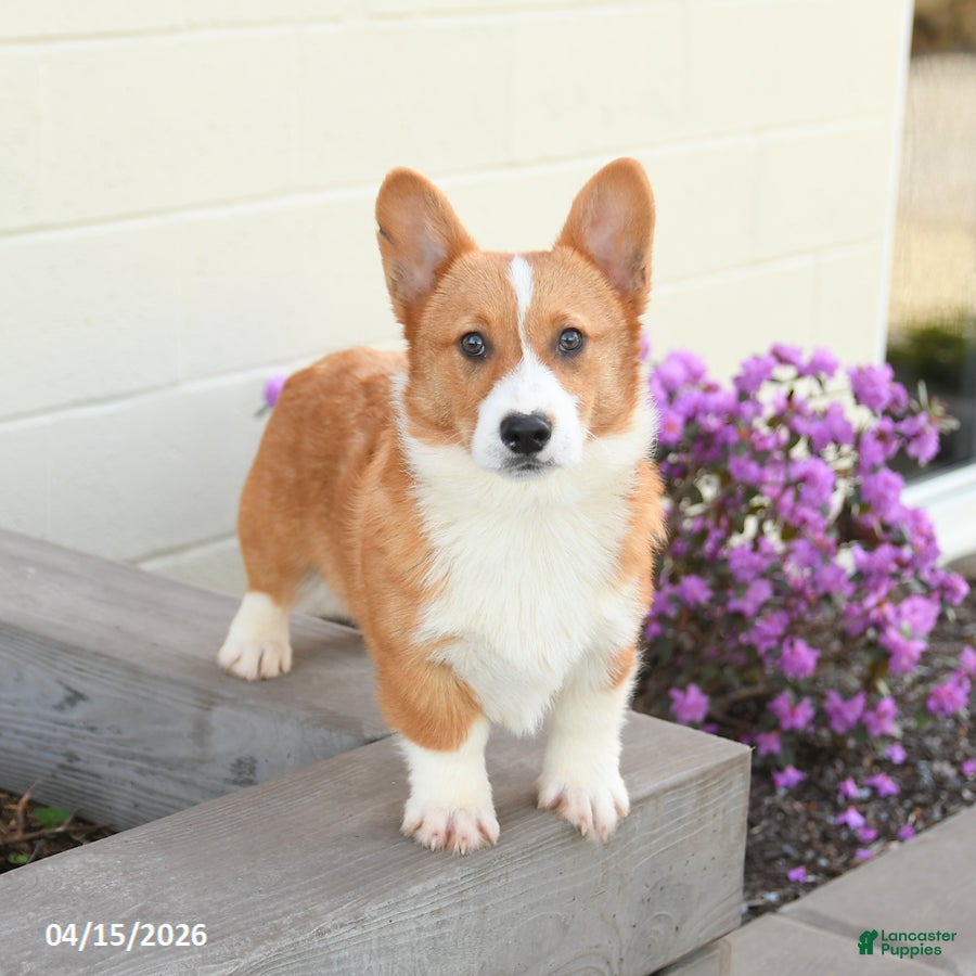Welsh Corgi Pembroke dogs Prince   - Ad 1