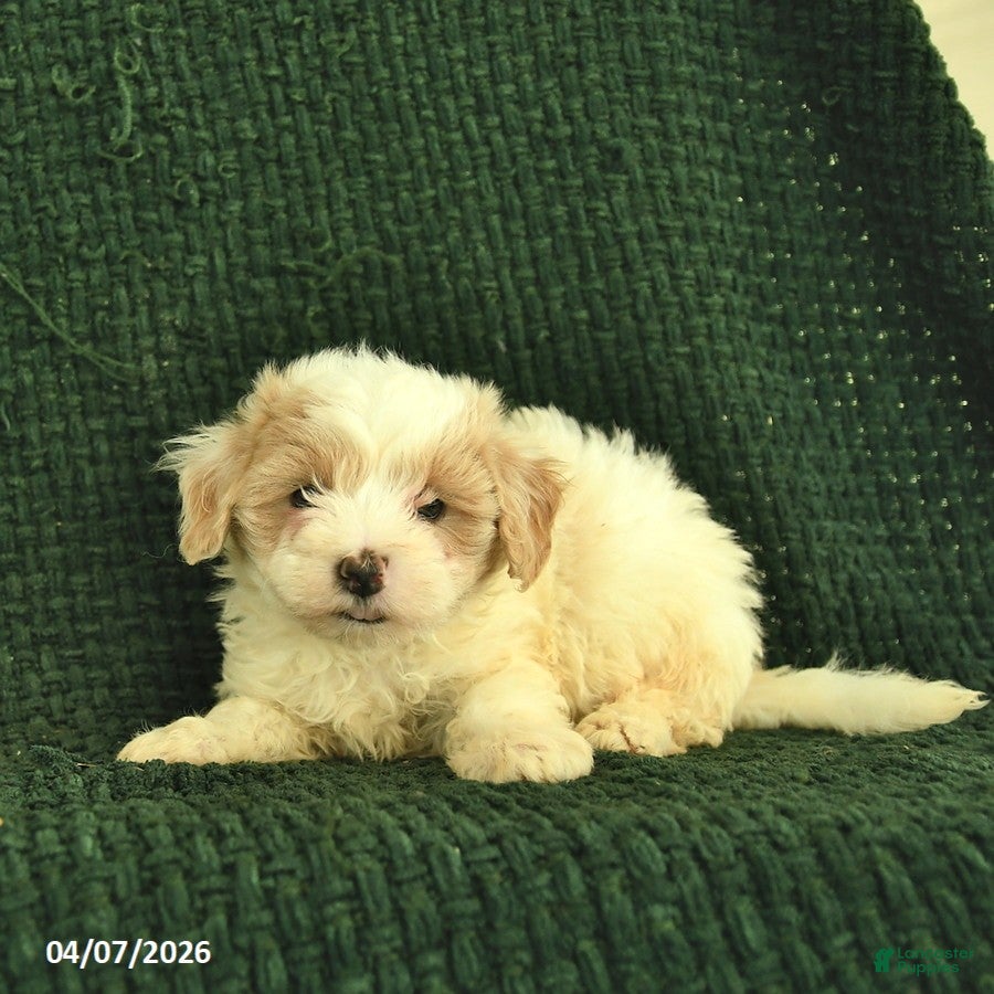 Maltipoo dogs Nutmeg  - Ad 2