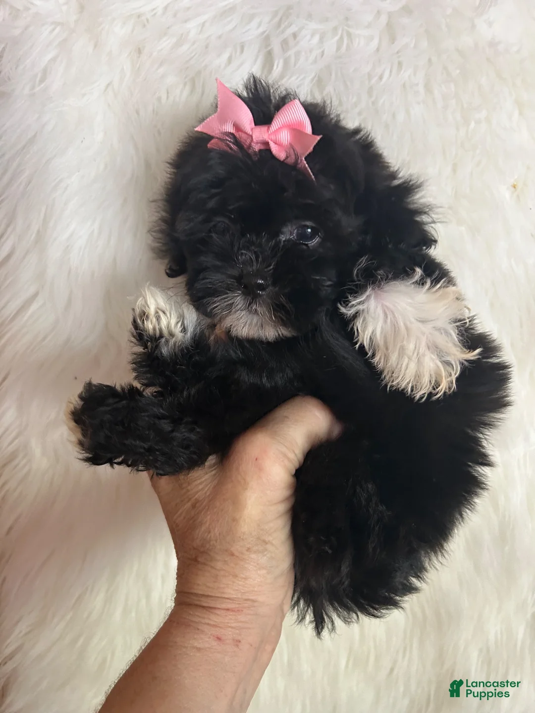 Shihpoo dogs for sale: Shihpoo 1 - Ad 2