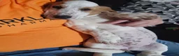 Basset Hound dogs for sale: Basset Hound 3 - Ad 15