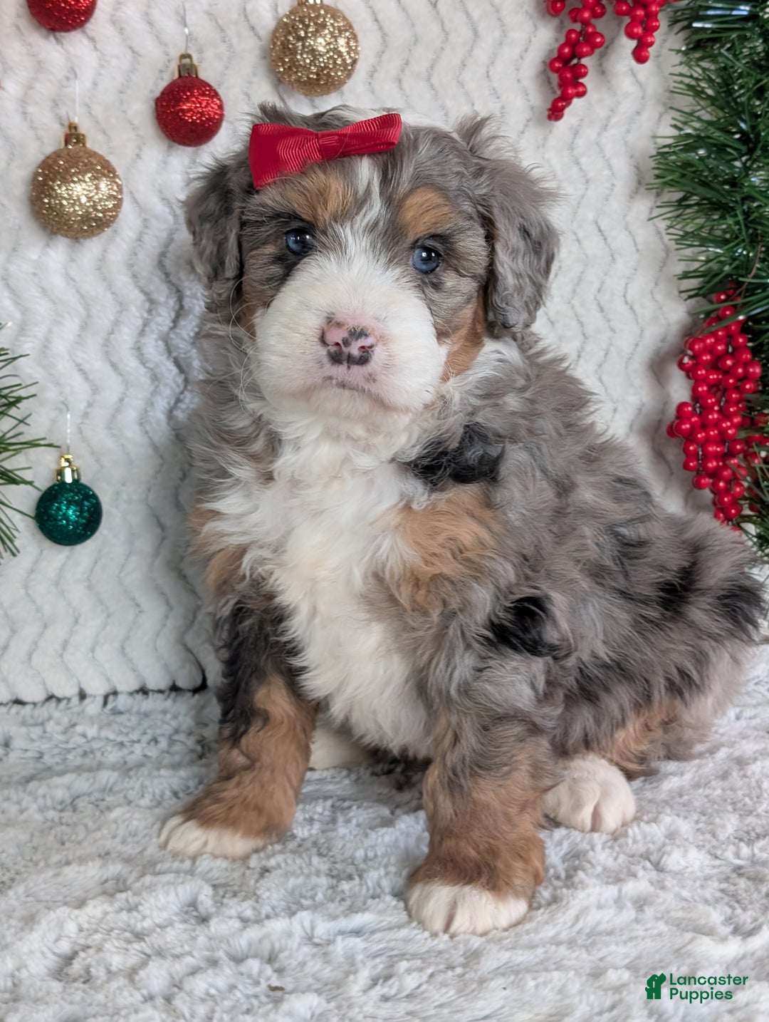 Mini Bernedoodle dogs for sale: Mini Niko  - Ad 18