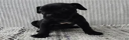 Cane Corso dogs for sale: Cane Corso 4 - Ad 4