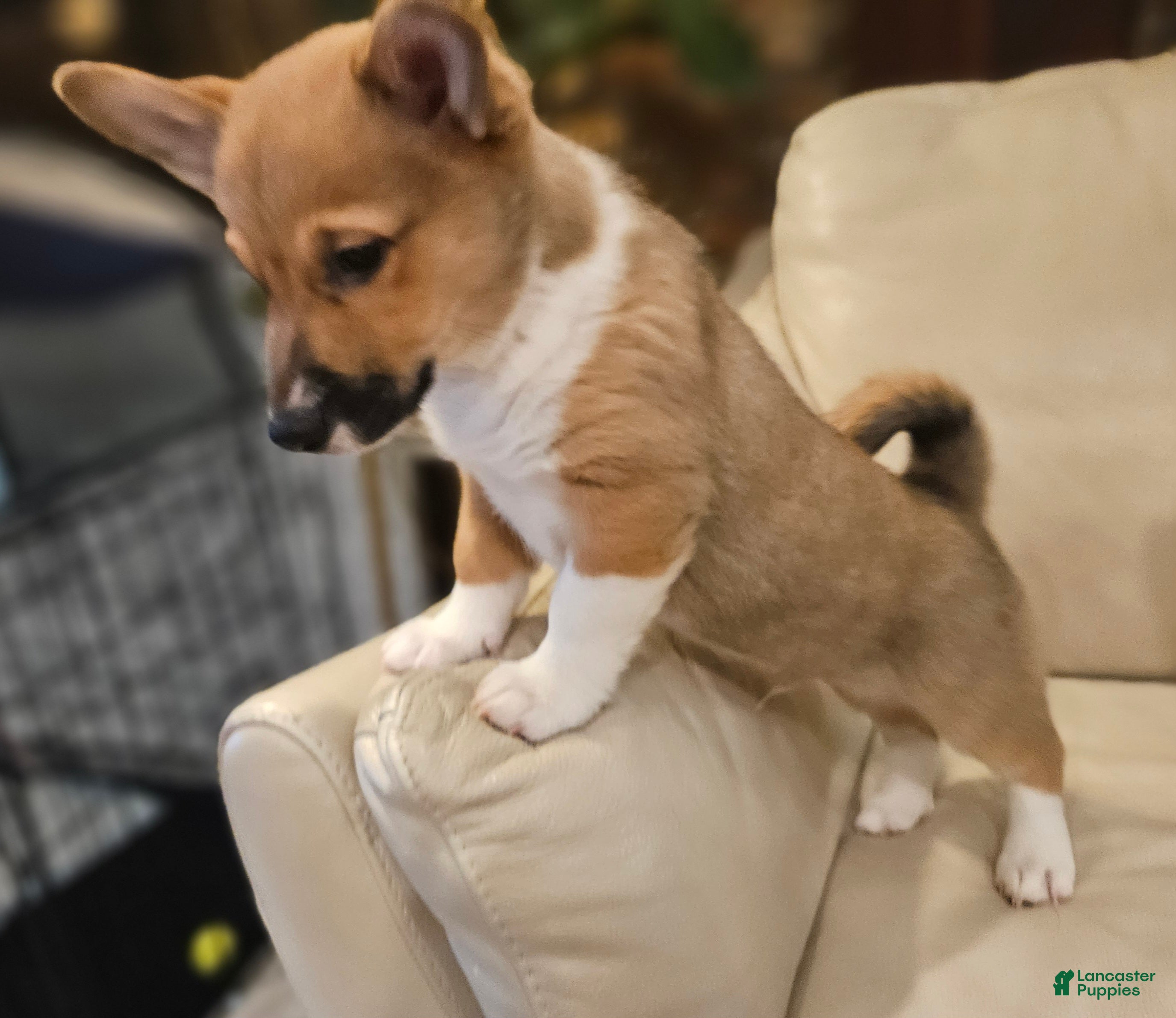 Mixed Breed dogs Rocky Balboa - Ad 2