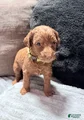 Mixed Breed Puppy 6