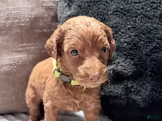 Mixed Breed dogs Mixed Breed Puppy 6 - Ad 14