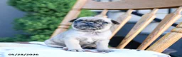 Pug dogs for sale: Lassie - Ad 4