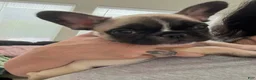 French Bulldog dogs for sale: Poppy Playtime  - Ad 3