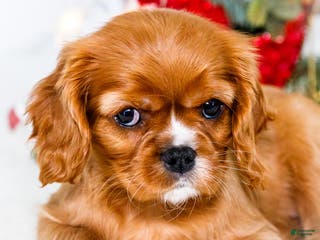 Cavalier King Charles Spaniel dogs for sale: Star - Ad 4