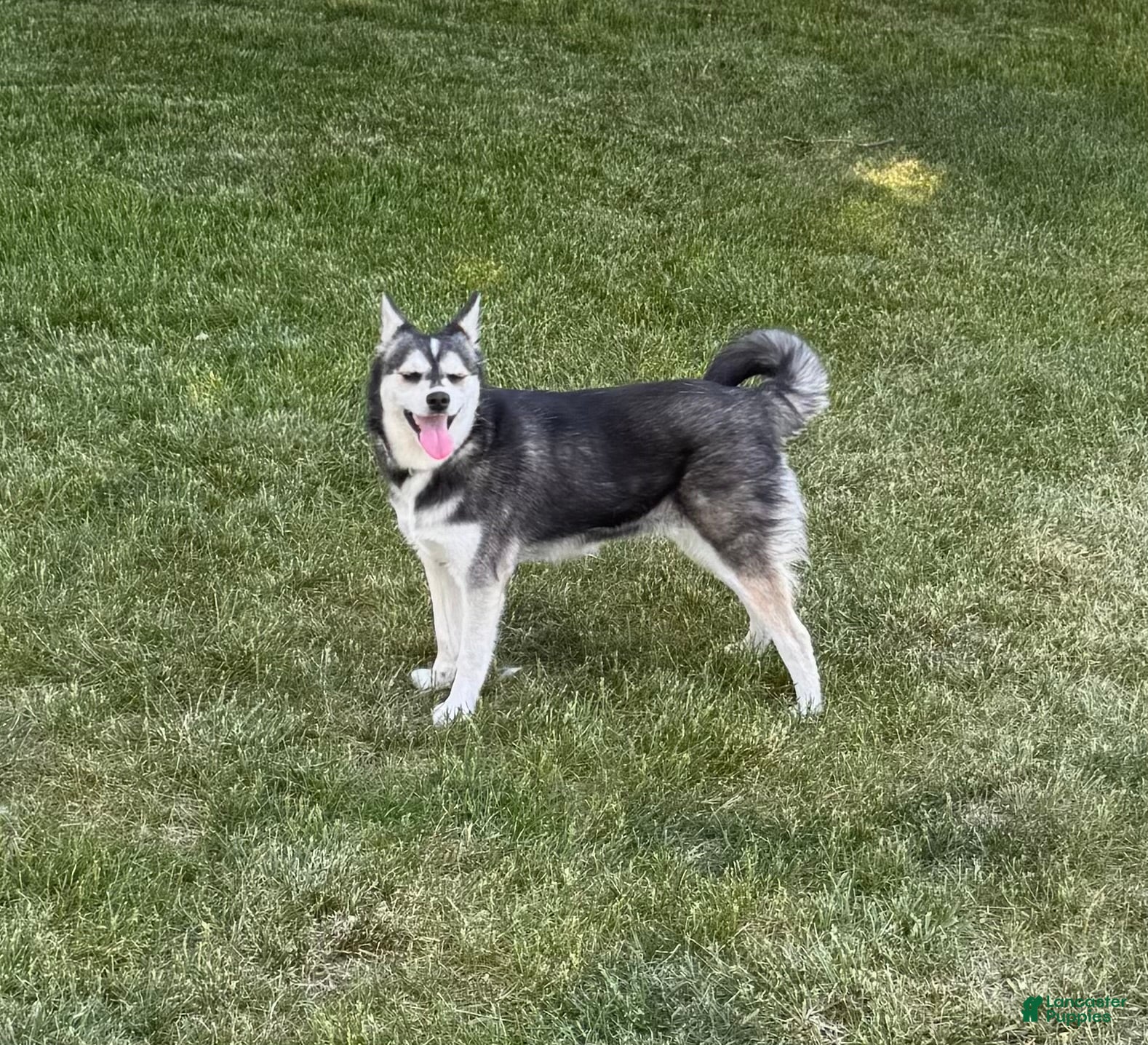 Alaskan Klee Kai dogs Alaskan Klee Kai Puppy 1 - Ad 9