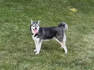 Alaskan Klee Kai dogs Alaskan Klee Kai Puppy 1 - Ad 9