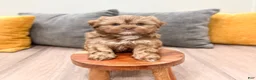 Shih Tzu dogs for sale: Hudson - Ad 4