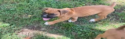 Boxer dogs for sale: Colt - Ad 4